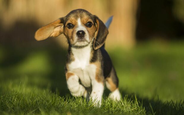Cute beagle puppy running on green grass in the sunlight with one ear flapping