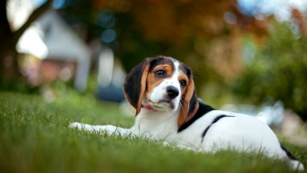 A beagle puppy resting on the grass with a calm expression outdoors
