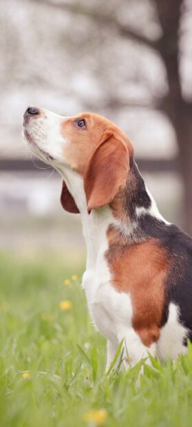 Beagle sitting in the grass looking upward with a calm expression