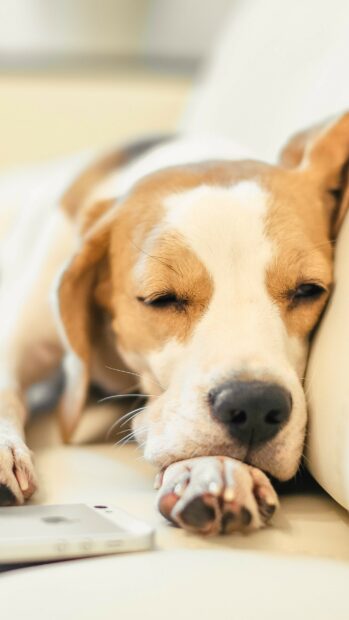 Sleeping beagle resting its head on a couch with paw near a phone