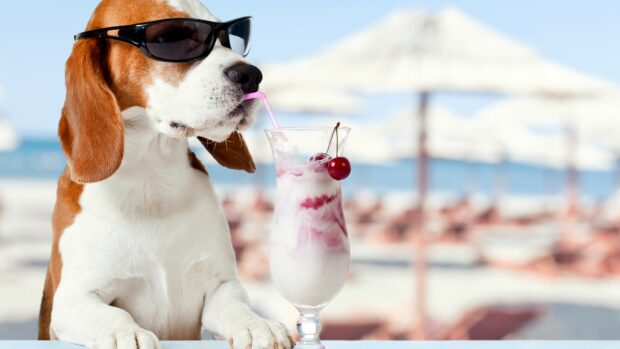 Beagle wearing sunglasses sipping a cherry milkshake on the beach
