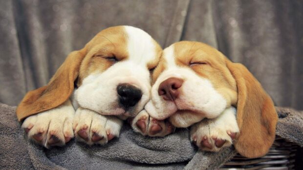 Two beagle puppies sleeping peacefully side by side on a soft blanket