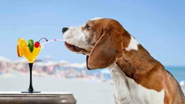 Beagle dog drinking from a straw in a cocktail glass at the beach