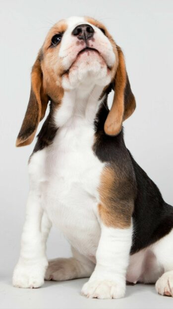 Cute beagle puppy sitting and looking up on a white background