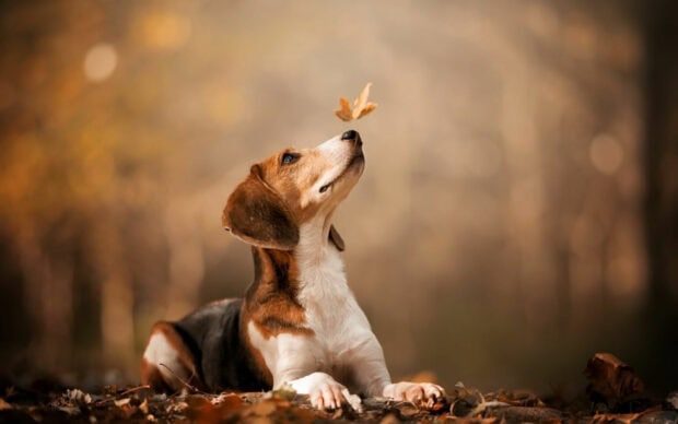 Beagle dog lying on autumn leaves looking at a falling leaf in the air