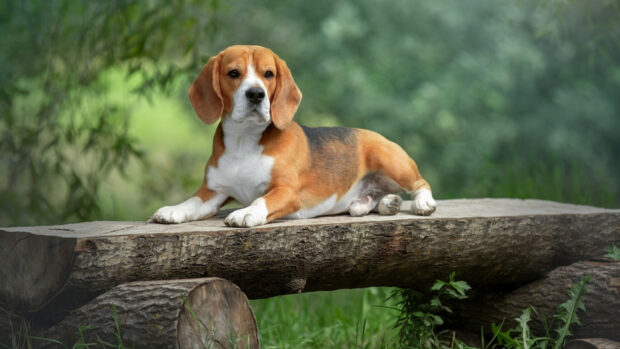 Beagle dog resting on a wooden bench in a natural green outdoor setting