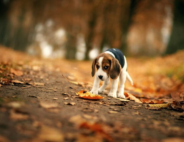 Beagle puppy exploring fallen leaves on an autumn path in nature