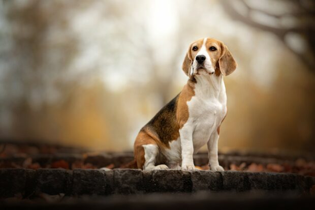 Beagle sitting quietly on stone steps in an outdoor setting