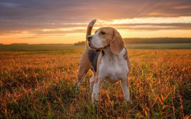 Beagle standing in a field during sunset with a clear sky