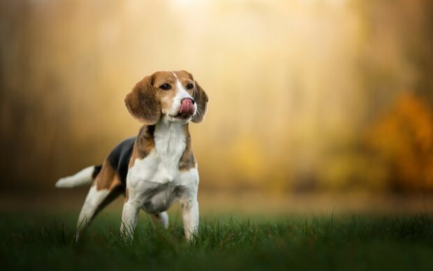 Beagle standing on grass licking its nose in a natural outdoor setting