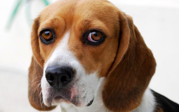 A close up of a beagle showing its brown eyes and white and brown fur