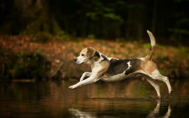 Beagle dog running through shallow water in the forest scene