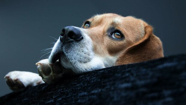 Beagle resting its head with thoughtful eyes visible