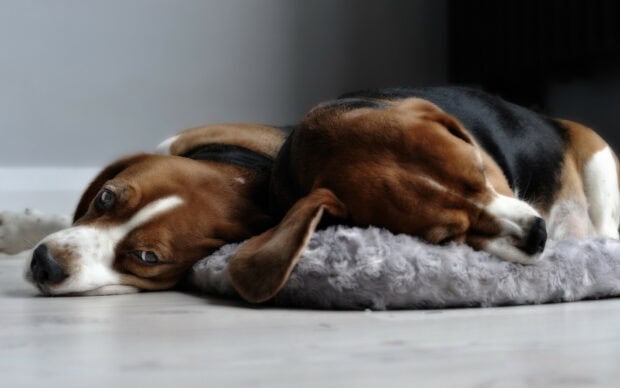 Beagle resting on the floor with one dog sleeping and the other awake looking ahead