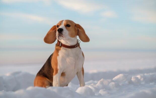 A beagle sitting on the snow with a calm expression and wearing a brown collar