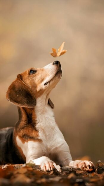 Beagle looking at a falling leaf in an autumn setting
