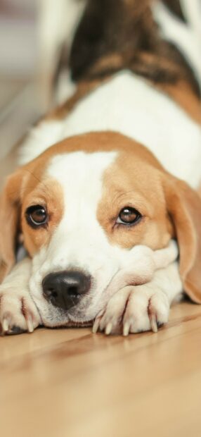 Beagle resting its head on the wooden floor with a calm expression