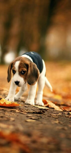A curious beagle puppy exploring fallen autumn leaves on the ground