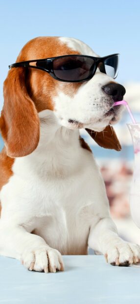 Beagle wearing sunglasses drinking through a straw on a table