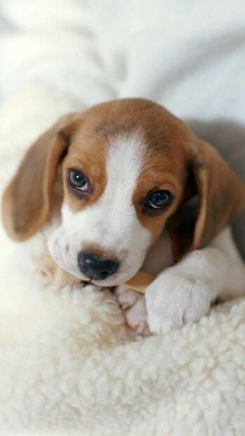 Cute beagle puppy resting on a soft blanket with big expressive eyes