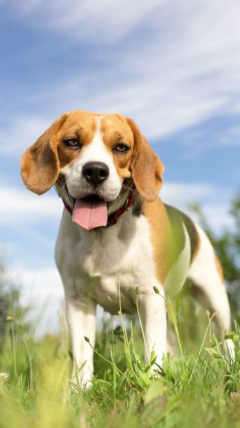A friendly beagle standing on grass with its tongue out on a sunny day