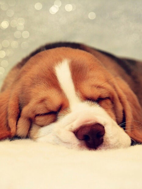 A sleeping beagle resting peacefully with eyes closed on a soft surface