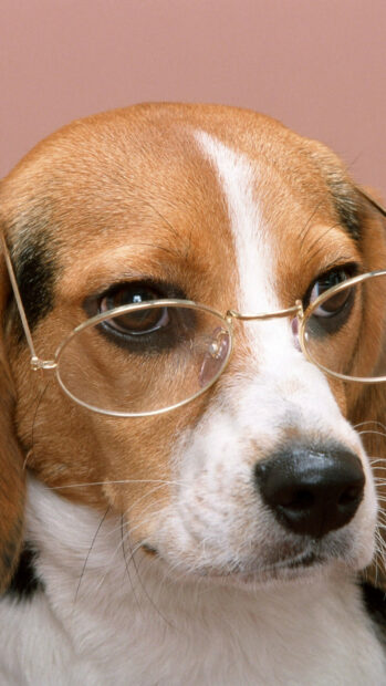 Beagle dog wearing round glasses looking thoughtful on a pink background