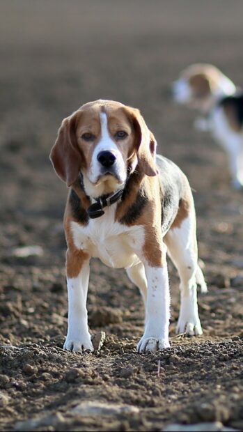 A beagle standing on rough dirt ground looking directly at the camera