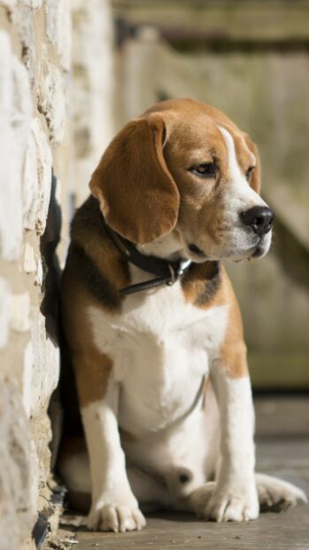 Beagle sitting beside a stone wall looking thoughtful in natural light