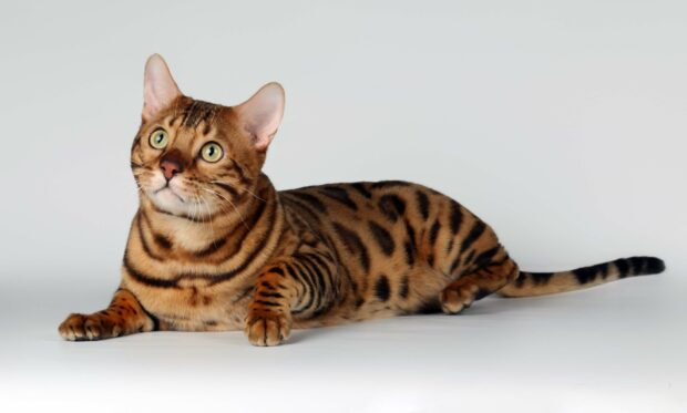 A Bengal cat with striking patterns lying down and looking up with green eyes