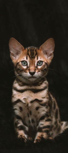 A Bengal cat sitting calmly with striking green eyes and detailed fur patterns on a dark background