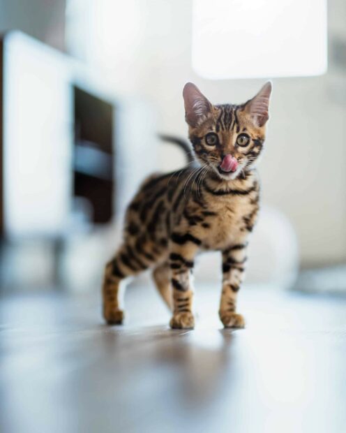 Bengal cat standing on the floor licking its nose in a bright room