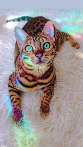 Bengal cat with bright green eyes lying on a fluffy white surface with colorful light reflections