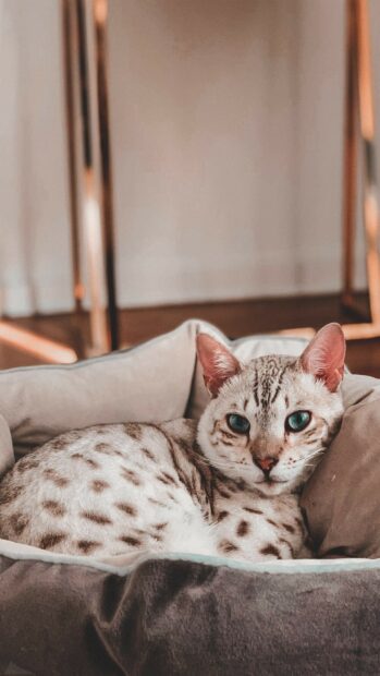 A Bengal cat resting comfortably in a soft bed with turquoise eyes and spotted fur