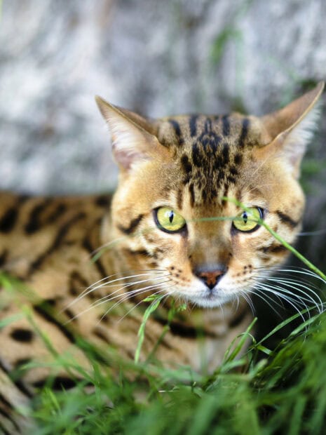Close up of a Bengal cat with green eyes lying in the grass outdoors