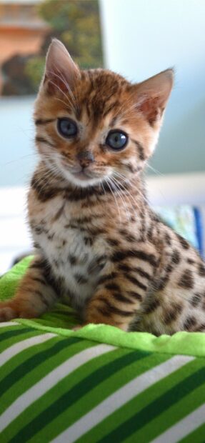 Cute Bengal Cat kitten with striking eyes sitting on a green striped pillow