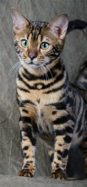 A Bengal cat standing with striking markings and bright green eyes on a neutral background