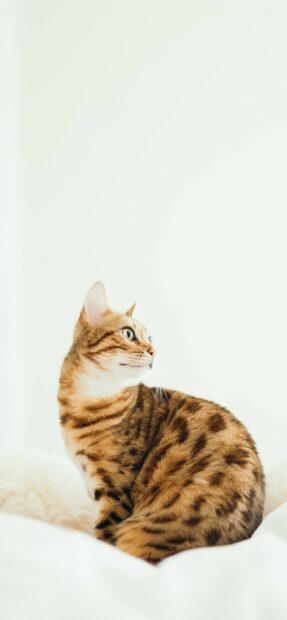 A Bengal cat sitting calmly on a white bed looking to the side with a soft background