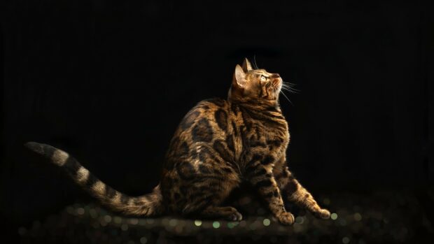 Bengal cat sitting gracefully with bright eyes looking upward on a dark background