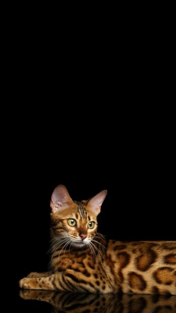 A Bengal cat with vivid green eyes lying down on a reflective surface against black background