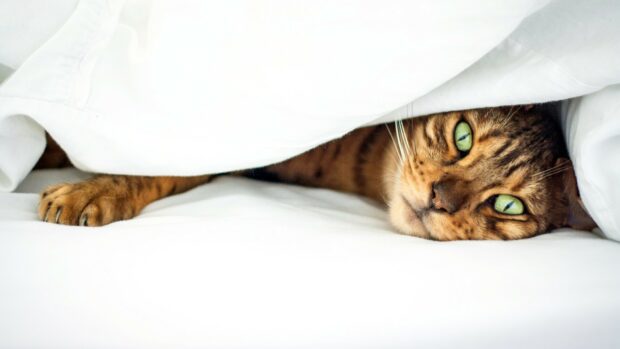 A Bengal cat peeking out from under white sheets with bright green eyes