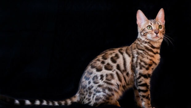A Bengal cat with spotted fur and green eyes sitting against a black background