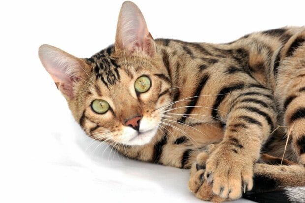A close up of a Bengal cat with striking green eyes lying down on a white surface
