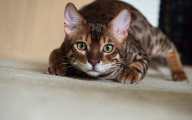Bengal cat lying down with intense green eyes and spotted fur pattern
