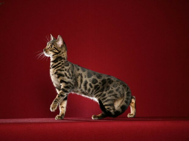 Bengal cat standing on a red surface looking to the left with a solid red background