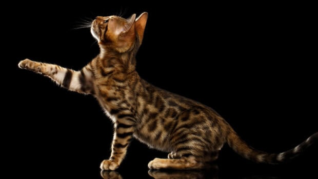 Bengal cat stretching its paw while sitting on reflective surface