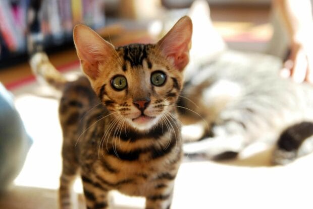 A Bengal cat kitten with green eyes standing indoors in bright light