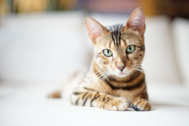 Bengal cat lying down with green eyes and spotted fur pattern on white surface