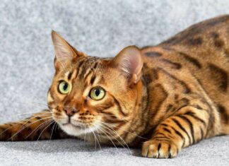 Bengal cat lying on gray fabric with alert green eyes and spotted fur pattern