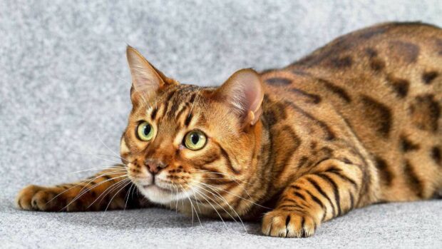 Bengal cat lying on gray fabric with alert green eyes and spotted fur pattern